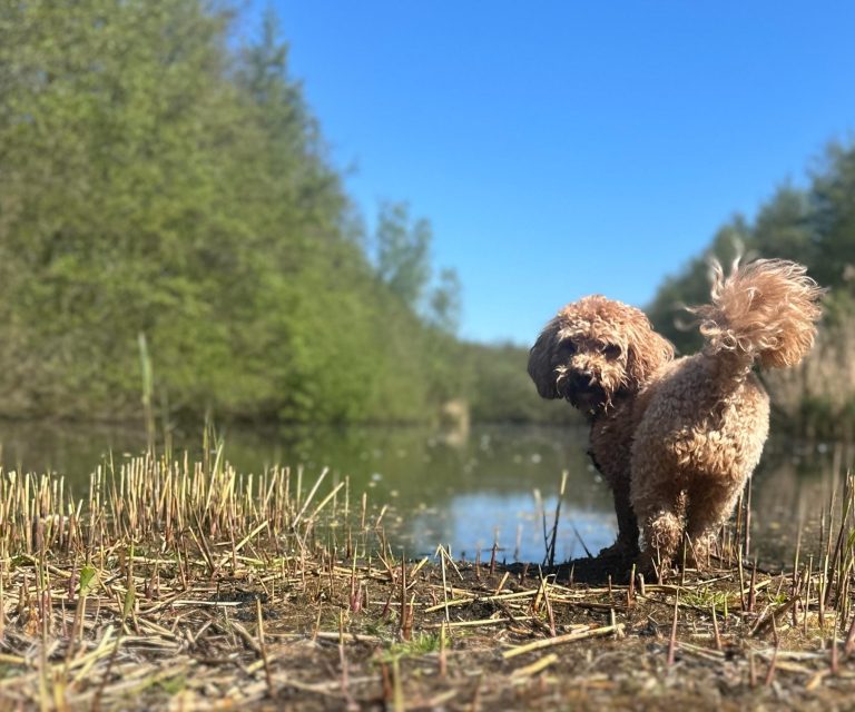 Maatje/begeleiding/mantelzorg/praktische hulp/ Mantelzorg met hond